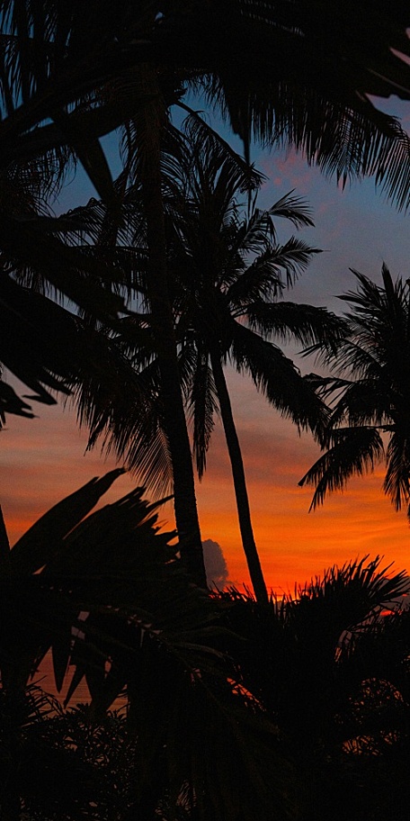 黄昏橙色晚霞火烧云下的椰树林风景壁纸