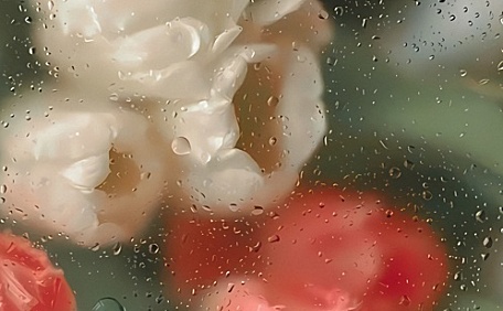 粉色郁金香和白色郁金香ins鲜花花卉壁纸