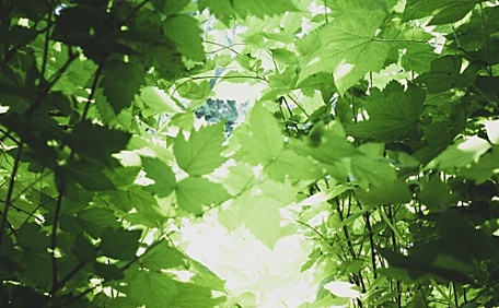 天空下绿色树叶森林治愈系壁纸