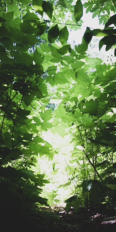 天空下绿色树叶森林治愈系壁纸