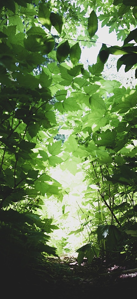 天空下绿色树叶森林治愈系壁纸