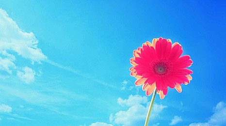 电脑壁纸精选010期 | 歌舞留春春似海，美人颜色正如花